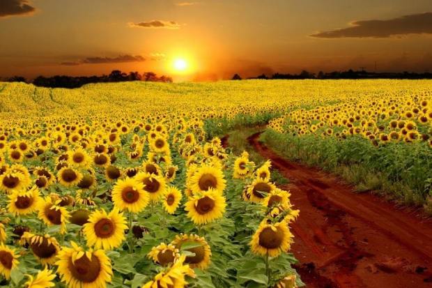 12342469_474224646083795_1759763275230564455_n