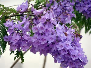 th-jpeg-jacaranda-a