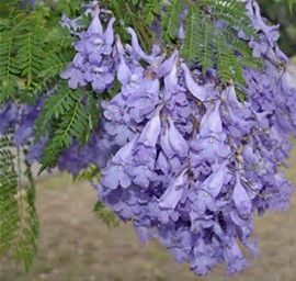 th-jpeg-jacaranda