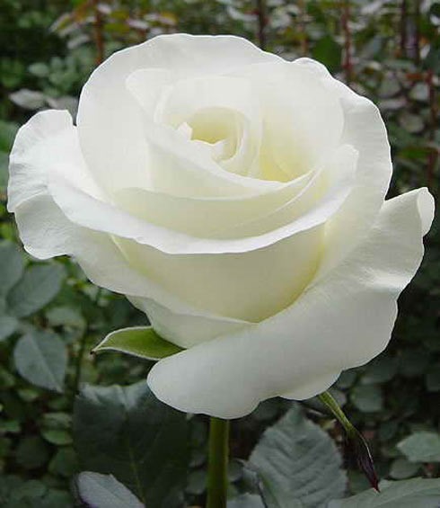 Rose trắng