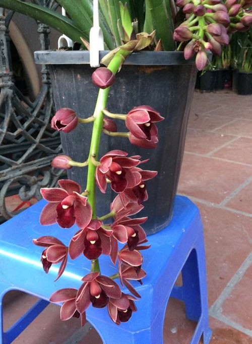 hoa lan 15.jpg