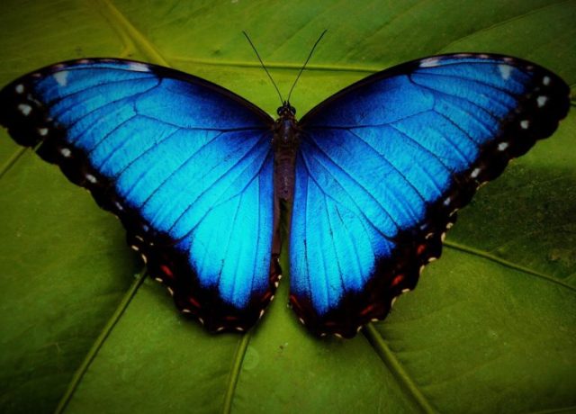 1-768x553.jpg Blue Morpho Butterfly.jpg