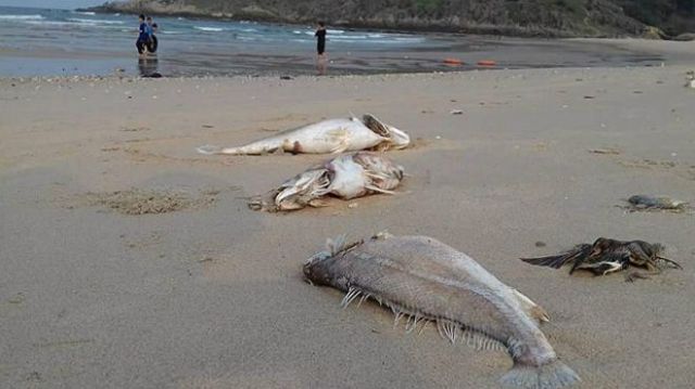 160422023015_fish_640x360_doisongphapluat_nocredit